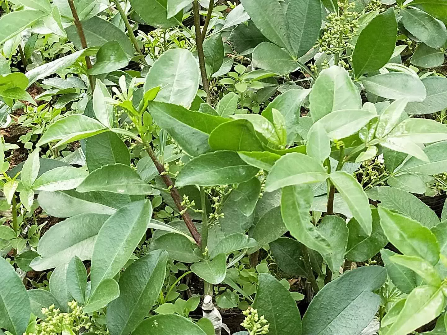 花椒嫁接苗（元/株）