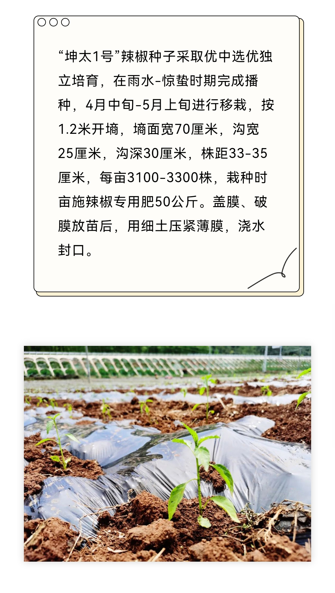 好山好水好生态-坤太辣椒人人爱_02.jpg