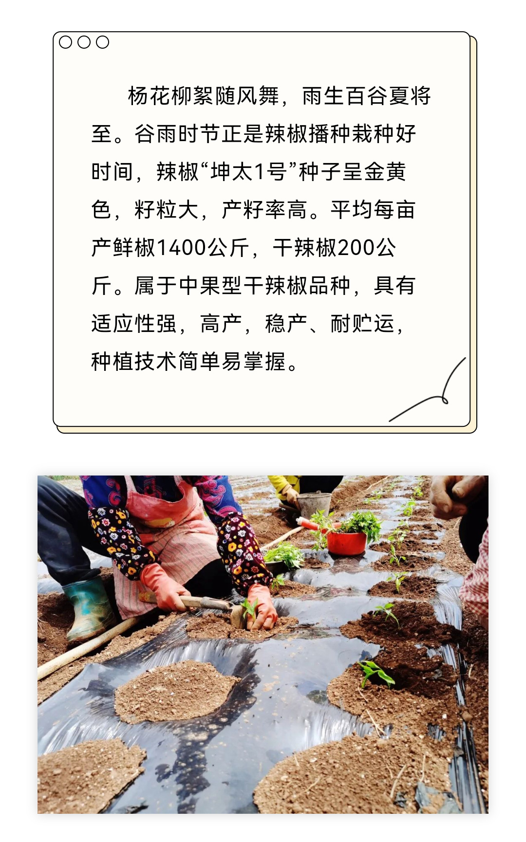 好山好水好生态-坤太辣椒人人爱_01.jpg