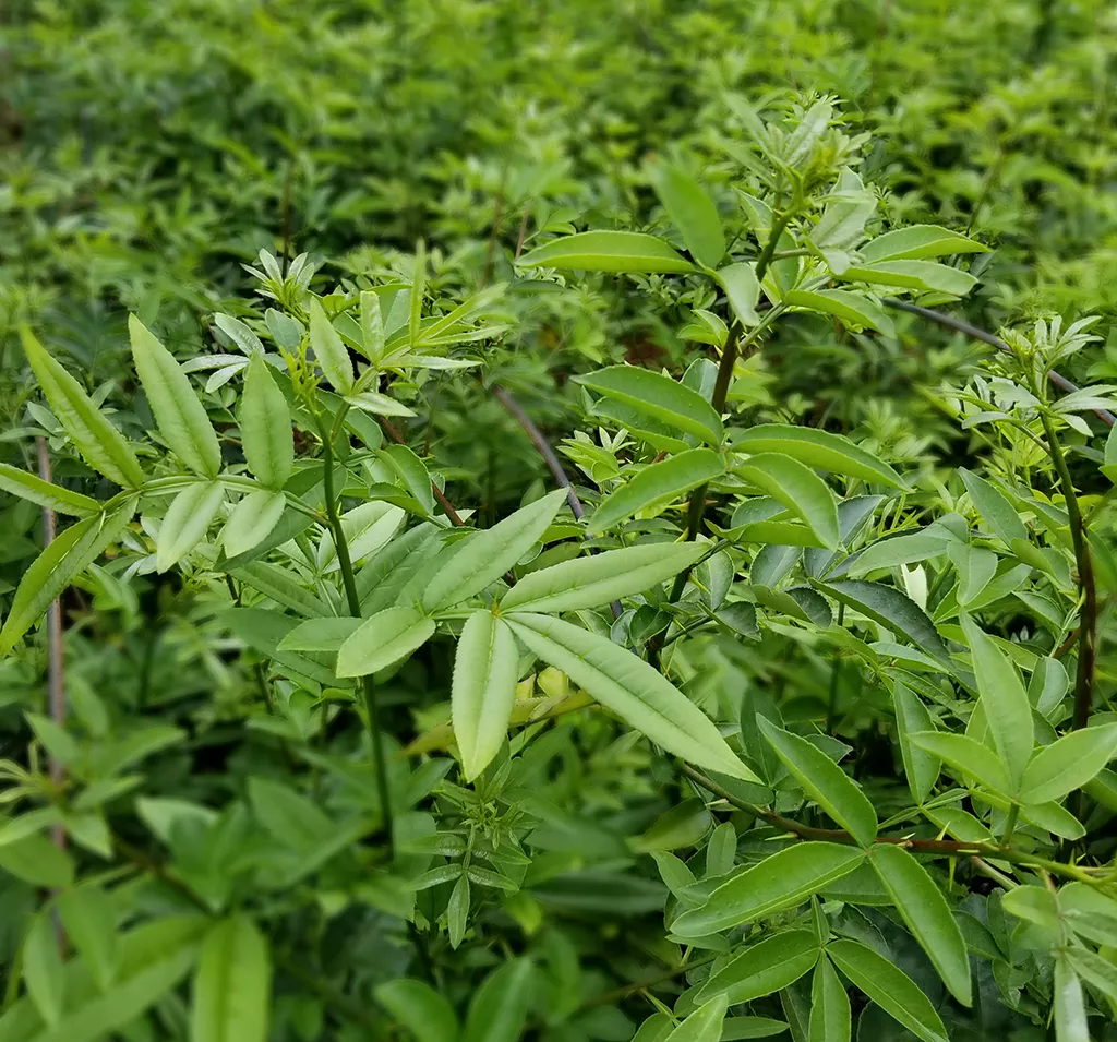 花椒实生苗（元/株）