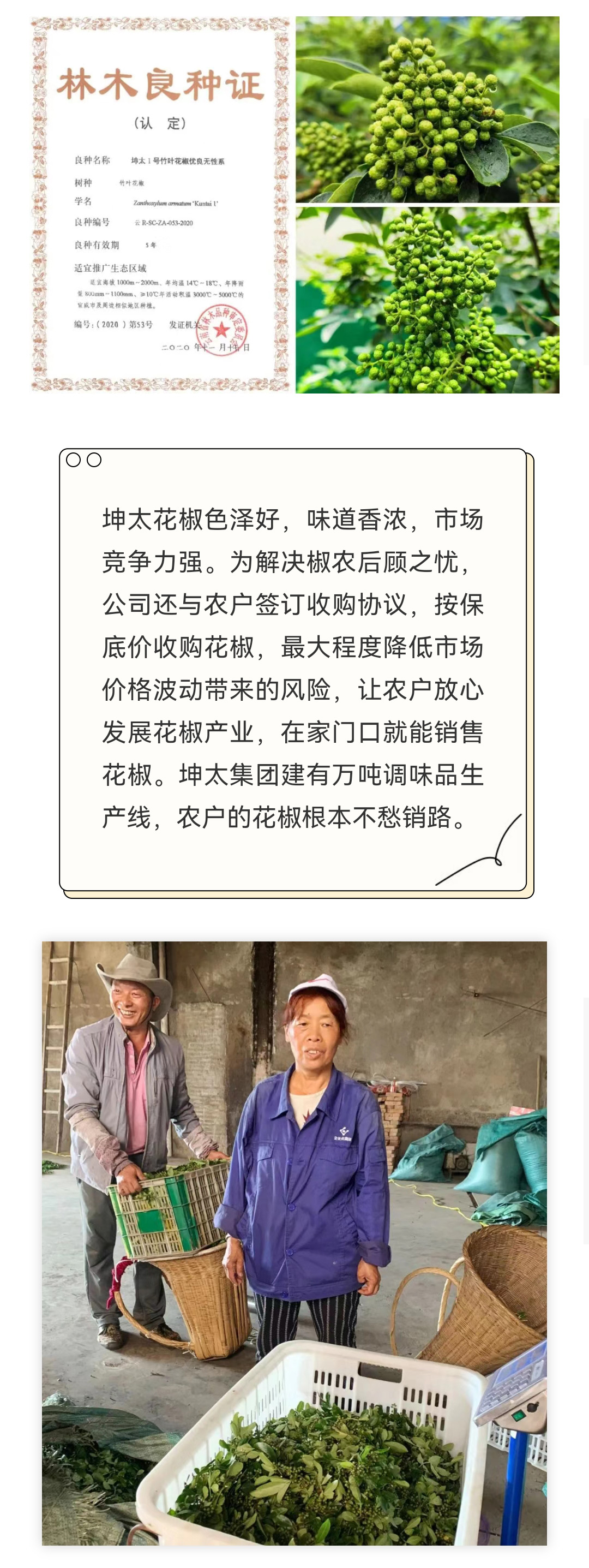 坤太花椒迎丰收-椒农欢喜采摘忙_02.jpg