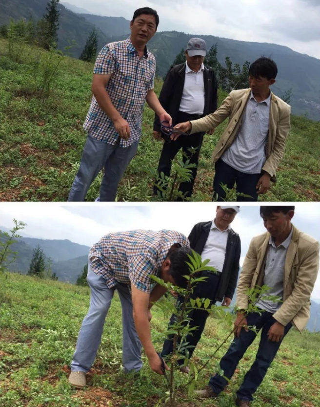 宣威市花椒种植技术培训会在宝山镇被古村